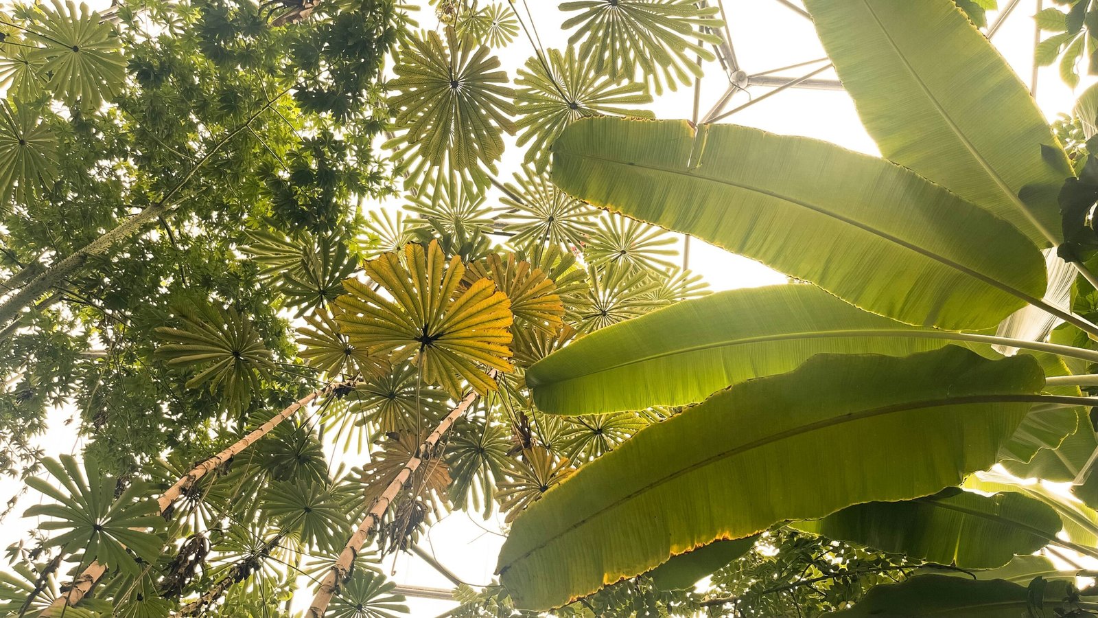 looking up at the leaves of a tropical tree